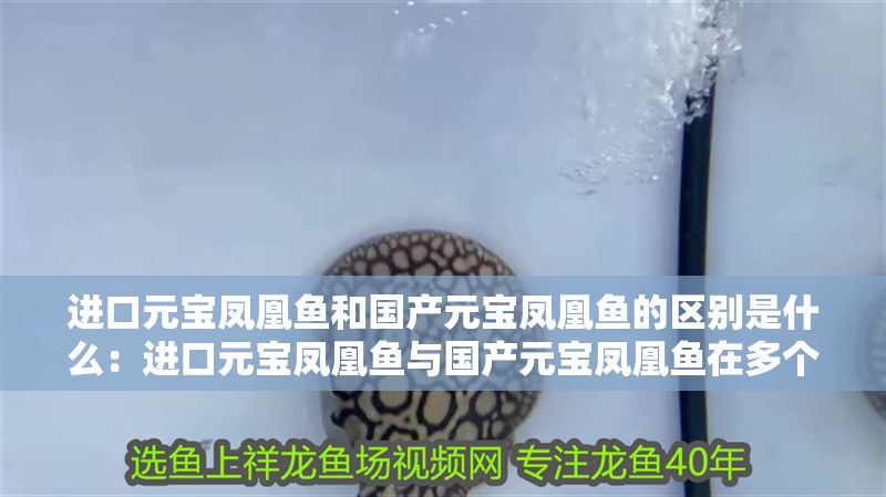 進口元寶鳳凰魚和國產元寶鳳凰魚的區別是什么：進口元寶鳳凰魚與國產元寶鳳凰魚在多個方面存在差異