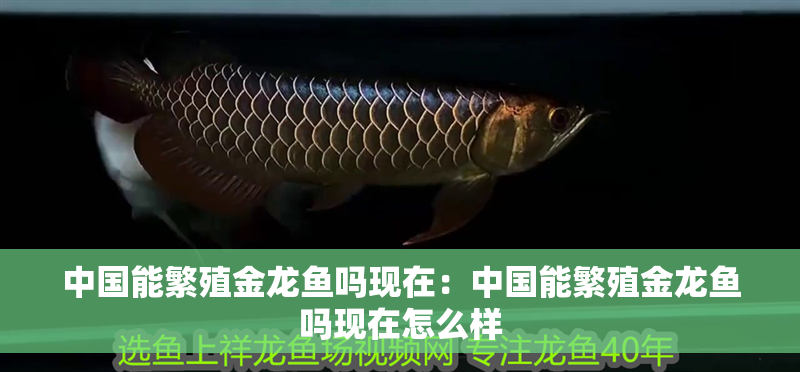 中國能繁殖金龍魚嗎現(xiàn)在：中國能繁殖金龍魚嗎現(xiàn)在怎么樣