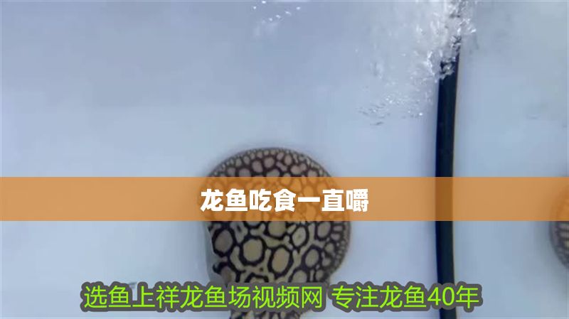 龍魚吃食一直嚼