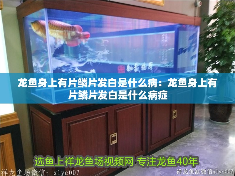 龍魚身上有片鱗片發白是什么病：龍魚身上有片鱗片發白是什么病癥