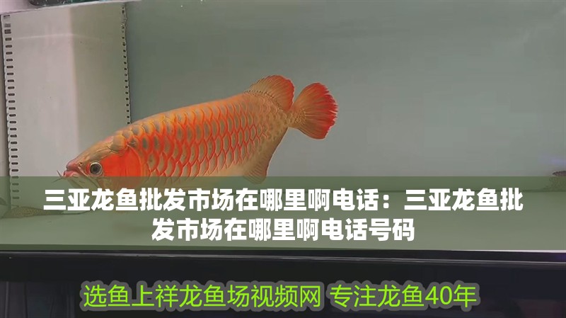 三亞龍魚批發市場在哪里啊電話：三亞龍魚批發市場在哪里啊電話號碼