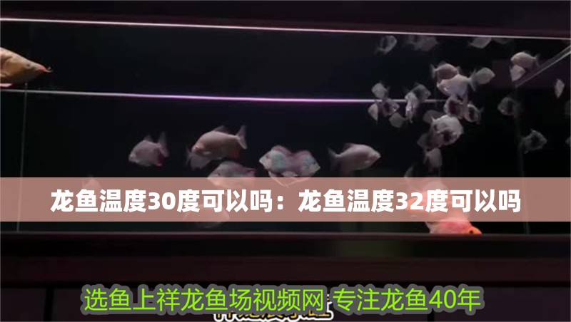 龍魚溫度30度可以嗎：龍魚溫度32度可以嗎