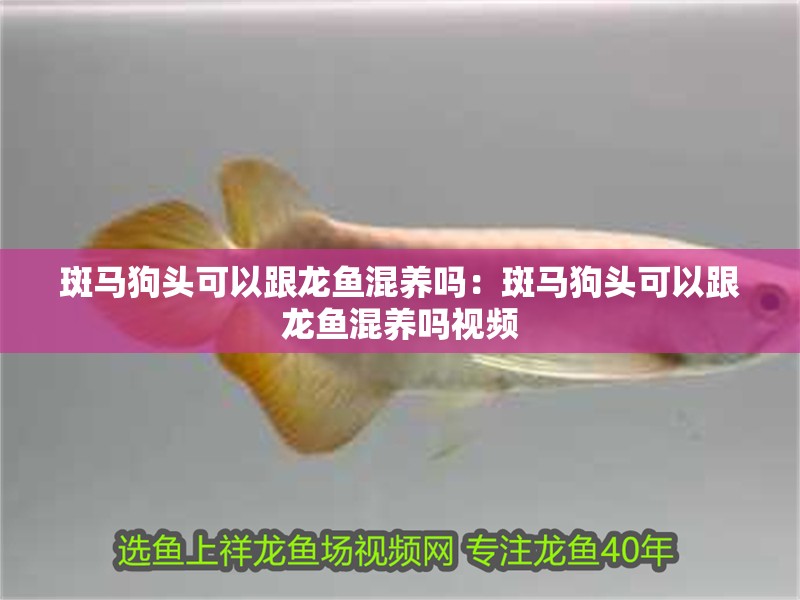 斑馬狗頭可以跟龍魚混養嗎：斑馬狗頭可以跟龍魚混養嗎視頻