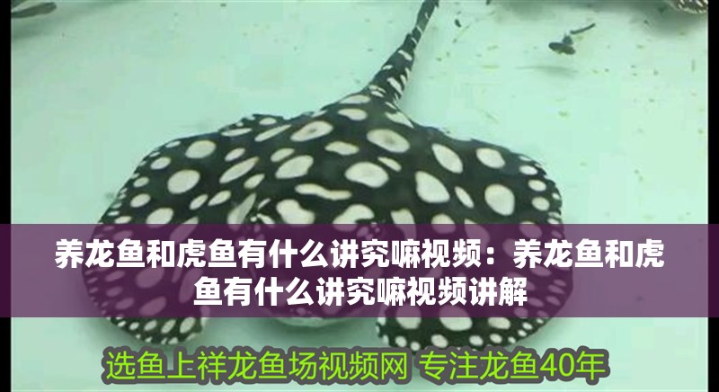 養(yǎng)龍魚和虎魚有什么講究嘛視頻：養(yǎng)龍魚和虎魚有什么講究嘛視頻講解