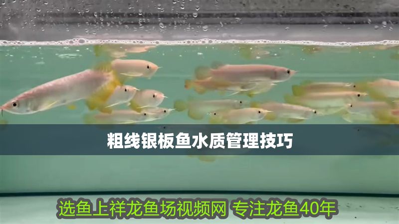 粗線銀板魚水質管理技巧 粗線銀板魚水質管理技巧 虎魚百科 第1張
