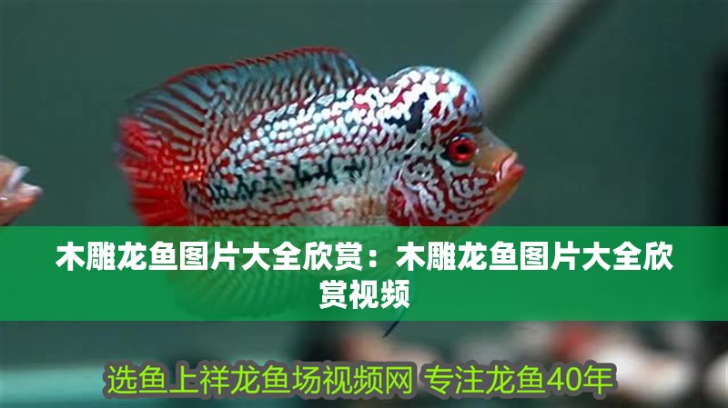 木雕龍魚圖片大全欣賞：木雕龍魚圖片大全欣賞視頻