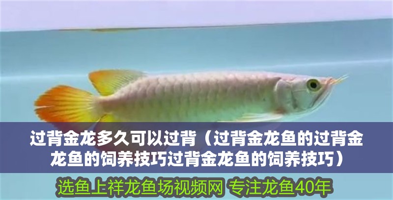 過背金龍多久可以過背（過背金龍魚的過背金龍魚的飼養(yǎng)技巧過背金龍魚的飼養(yǎng)技巧） 過背金龍多久可以過背（過背金龍魚的過背金龍魚的飼養(yǎng)技巧過背金龍魚的飼養(yǎng)技巧） 全國水族館企業(yè)名錄 第2張