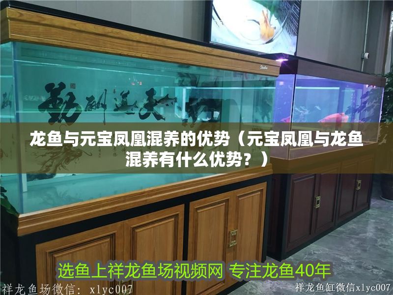 龍魚與元寶鳳凰混養(yǎng)的優(yōu)勢（元寶鳳凰與龍魚混養(yǎng)有什么優(yōu)勢？）