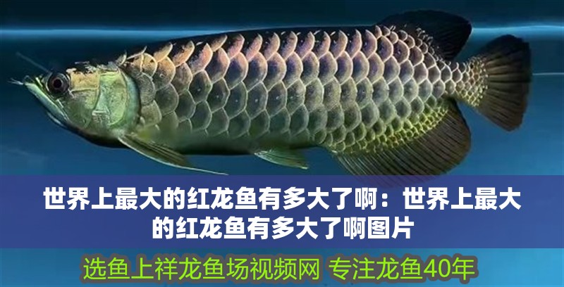 世界上最大的紅龍魚有多大了啊：世界上最大的紅龍魚有多大了啊圖片