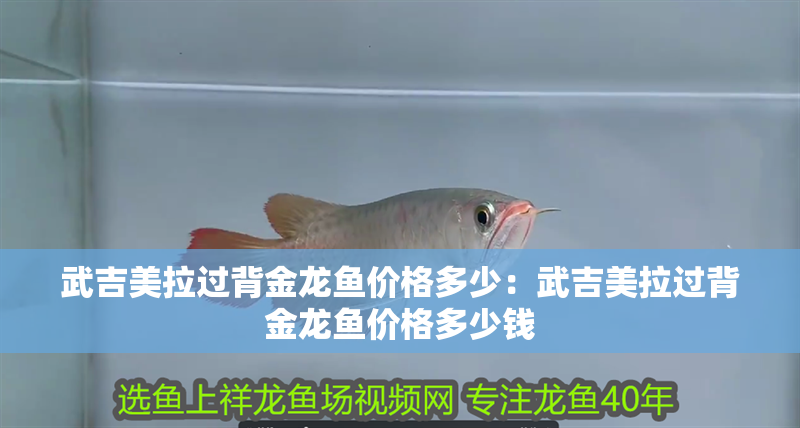 武吉美拉過背金龍魚價格多少：武吉美拉過背金龍魚價格多少錢