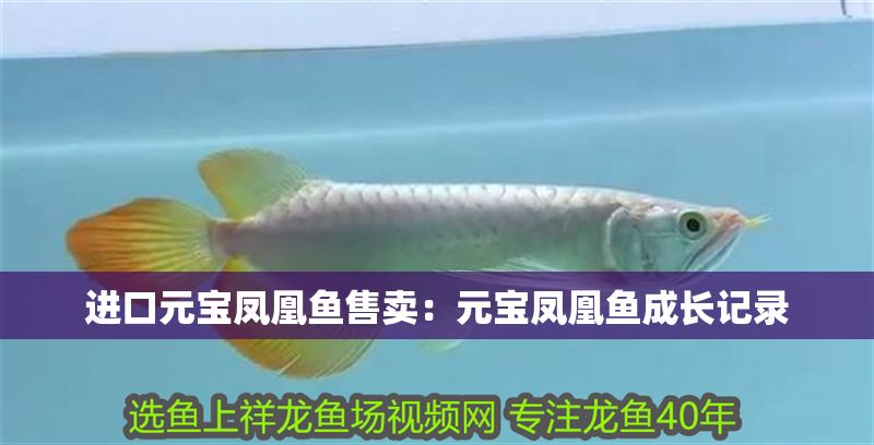 進口元寶鳳凰魚售賣:元寶鳳凰魚成長記錄 元寶鳳凰魚百科 第1張 進口元寶鳳凰魚售賣:元寶鳳凰魚成長記錄 進口元寶鳳凰魚售賣:元寶鳳凰魚成長記錄 元寶鳳凰魚百科 第1張