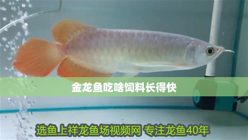 金龍魚吃啥飼料長(zhǎng)得快