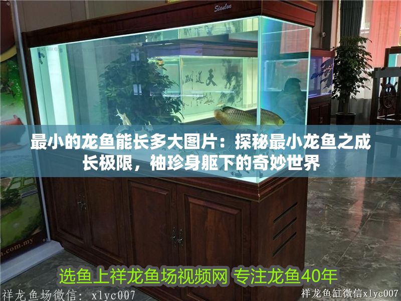 最小的龍魚能長多大圖片：探秘最小龍魚之成長極限，袖珍身軀下的奇妙世界
