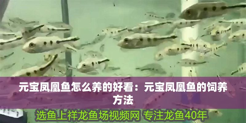 元寶鳳凰魚怎么養的好看：元寶鳳凰魚的飼養方法 元寶鳳凰魚怎么養的好看：元寶鳳凰魚的飼養方法 元寶鳳凰魚百科 第2張
