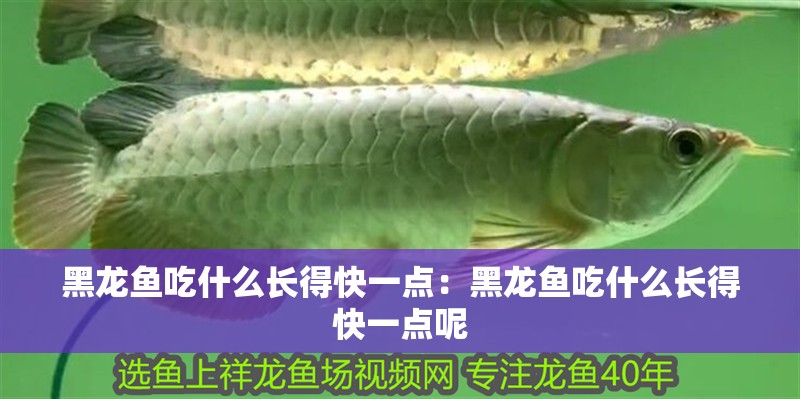 黑龍魚吃什么長得快一點：黑龍魚吃什么長得快一點呢 黑龍魚吃什么長得快一點：黑龍魚吃什么長得快一點呢 水族問答