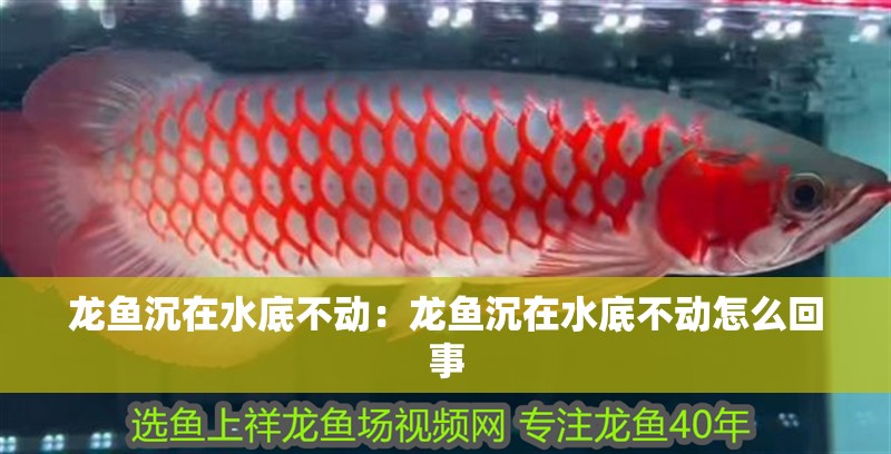 龍魚沉在水底不動：龍魚沉在水底不動怎么回事 龍魚沉在水底不動：龍魚沉在水底不動怎么回事 水族問答