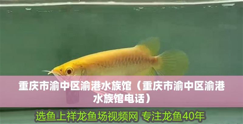 重慶市渝中區渝港水族館（重慶市渝中區渝港水族館電話）