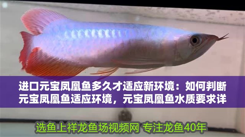 進口元寶鳳凰魚多久才適應新環境：如何判斷元寶鳳凰魚適應環境，元寶鳳凰魚水質要求詳解 進口元寶鳳凰魚多久才適應新環境：如何判斷元寶鳳凰魚適應環境，元寶鳳凰魚水質要求詳解 元寶鳳凰魚百科 第1張