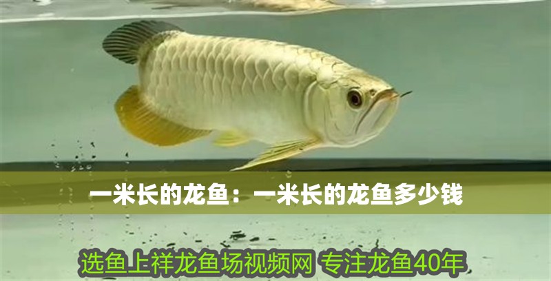 一米長的龍魚：一米長的龍魚多少錢