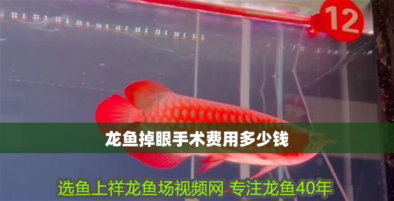 龍魚掉眼手術費用多少錢