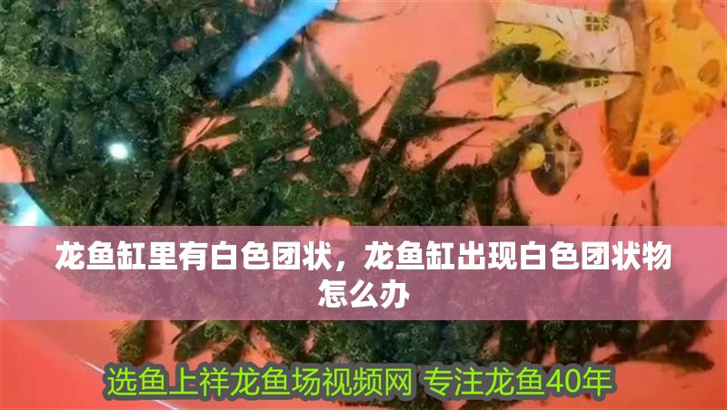龍魚缸里有白色團狀，龍魚缸出現白色團狀物怎么辦