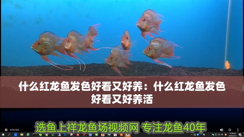 什么紅龍魚發色好看又好養：什么紅龍魚發色好看又好養活 什么紅龍魚發色好看又好養：什么紅龍魚發色好看又好養活 水族問答