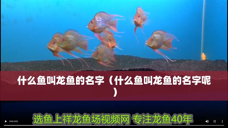什么魚叫龍魚的名字（什么魚叫龍魚的名字呢）