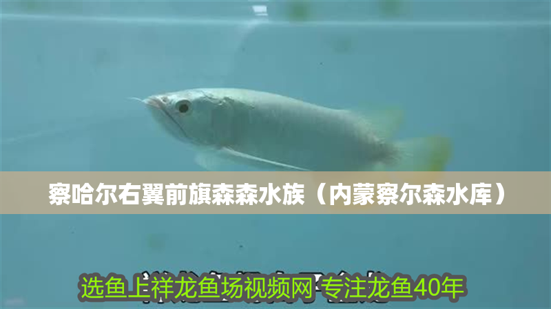 察哈爾右翼前旗森森水族（內蒙察爾森水庫）