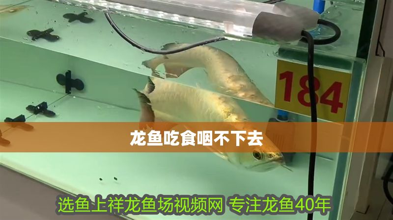 龍魚(yú)吃食咽不下去