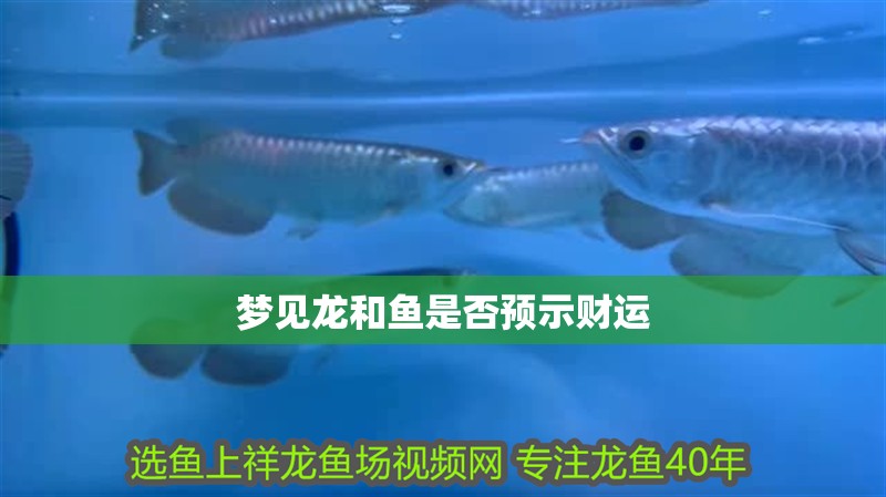 夢見龍和魚是否預示財運 夢見龍和魚是否預示財運 龍魚百科