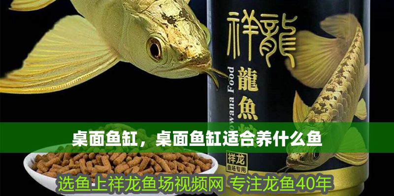 桌面魚缸，桌面魚缸適合養(yǎng)什么魚