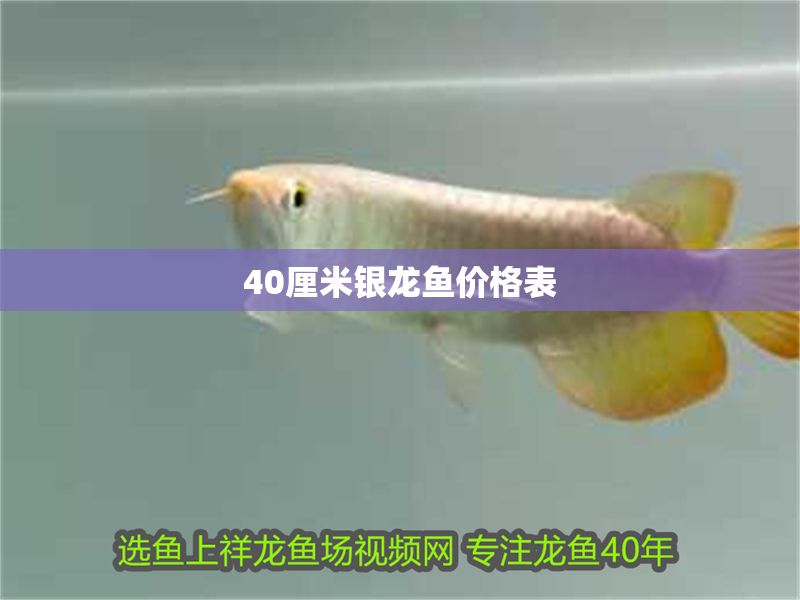 40厘米銀龍魚價(jià)格表