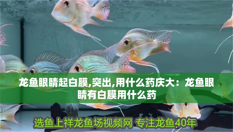 龍魚眼睛起白膜,突出,用什么藥慶大：龍魚眼睛有白膜用什么藥