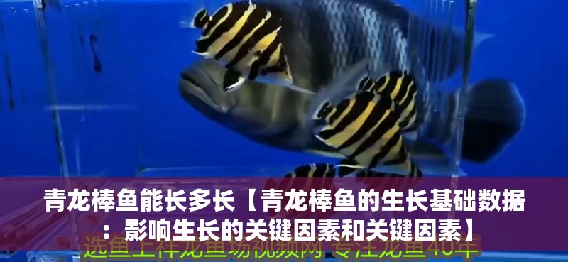 青龍棒魚能長多長【青龍棒魚的生長基礎數據：影響生長的關鍵因素和關鍵因素】 青龍棒魚能長多長【青龍棒魚的生長基礎數據：影響生長的關鍵因素和關鍵因素】 龍魚論壇