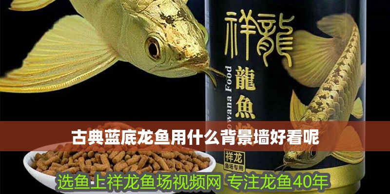 古典藍底龍魚用什么背景墻好看呢