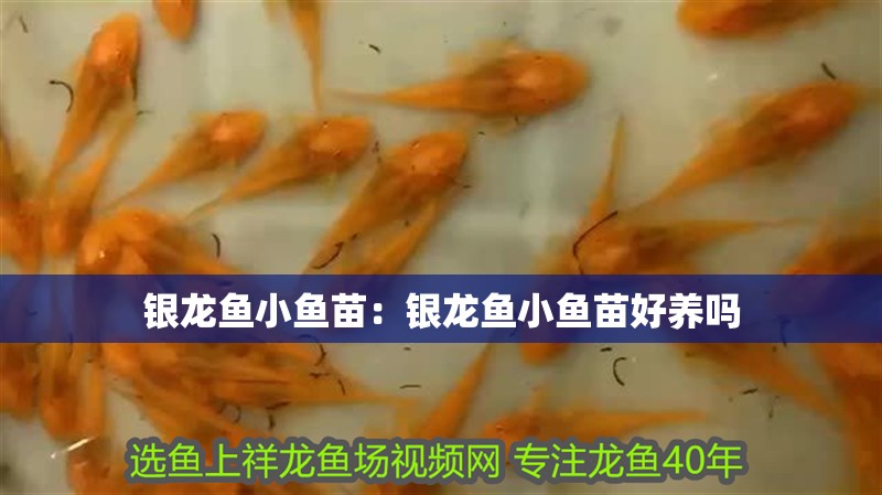 銀龍魚小魚苗：銀龍魚小魚苗好養(yǎng)嗎 銀龍魚小魚苗：銀龍魚小魚苗好養(yǎng)嗎 水族問答