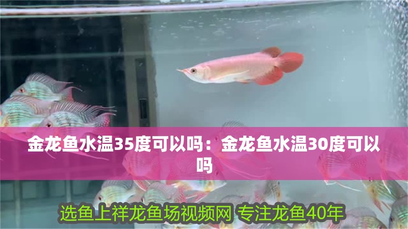 魚缸過濾不行怎么解決辦法(魚缸過濾不行怎么解決辦法)