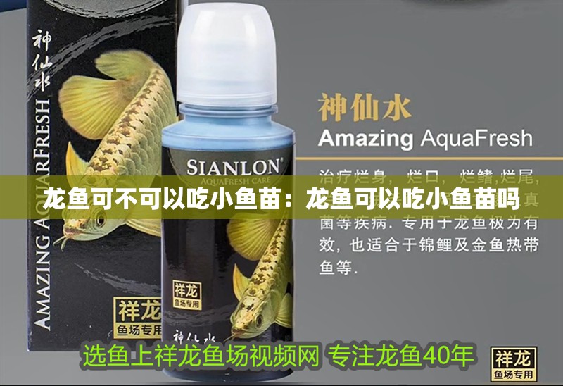 龍魚可不可以吃小魚苗：龍魚可以吃小魚苗嗎