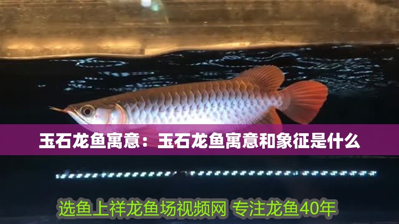 玉石龍魚寓意：玉石龍魚寓意和象征是什么