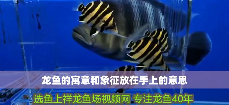 龍魚的寓意和象征放在手上的意思