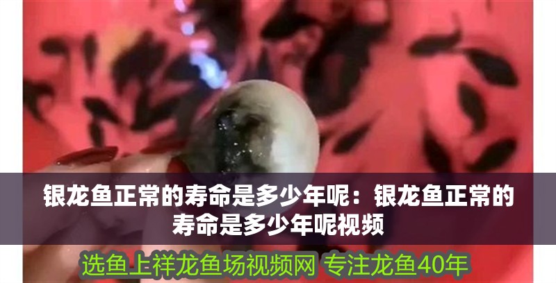 銀龍魚正常的壽命是多少年呢：銀龍魚正常的壽命是多少年呢視頻 銀龍魚正常的壽命是多少年呢：銀龍魚正常的壽命是多少年呢視頻 水族問答