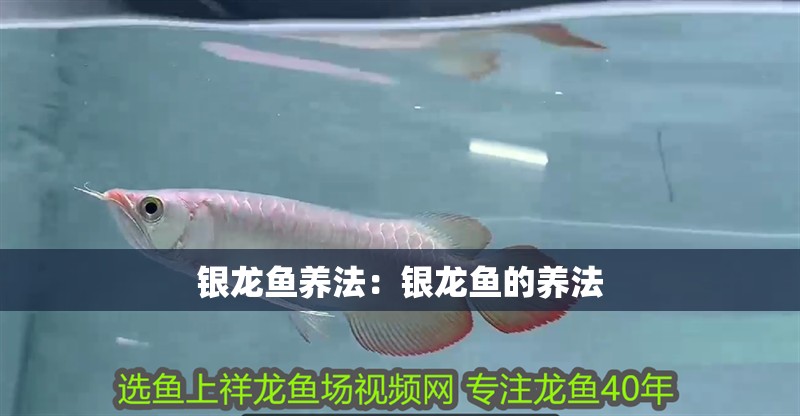 銀龍魚養法：銀龍魚的養法