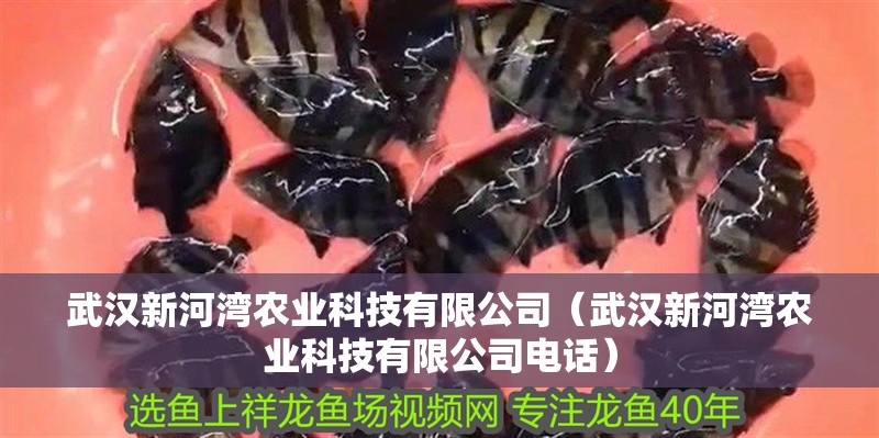 武漢新河灣農(nóng)業(yè)科技有限公司（武漢新河灣農(nóng)業(yè)科技有限公司電話） 武漢新河灣農(nóng)業(yè)科技有限公司（武漢新河灣農(nóng)業(yè)科技有限公司電話） 全國(guó)水族館企業(yè)名錄 第1張