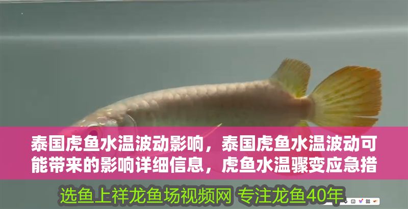 泰國虎魚水溫波動影響，泰國虎魚水溫波動可能帶來的影響詳細信息，虎魚水溫驟變應急措施