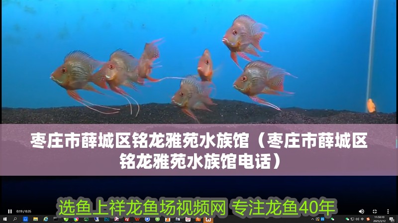棗莊市薛城區(qū)銘龍雅苑水族館（棗莊市薛城區(qū)銘龍雅苑水族館電話）