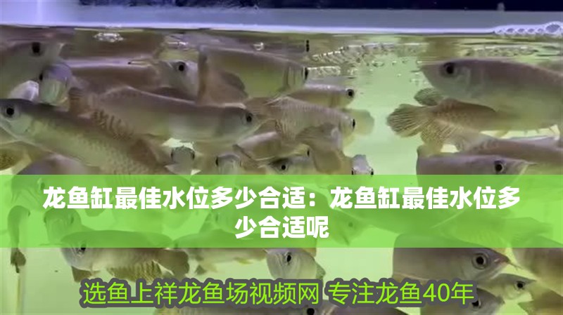 森森加熱棒提示e4 森森魚缸 森森加熱棒提示e4 森森加熱棒提示e4 森森魚缸