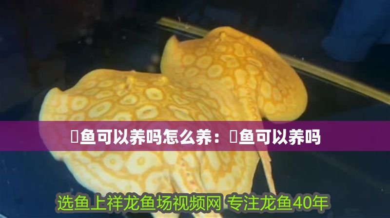 魟魚可以養(yǎng)嗎怎么養(yǎng)：魟魚可以養(yǎng)嗎