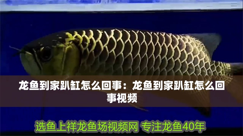 龍魚到家趴缸怎么回事：龍魚到家趴缸怎么回事視頻 龍魚到家趴缸怎么回事：龍魚到家趴缸怎么回事視頻 水族問答