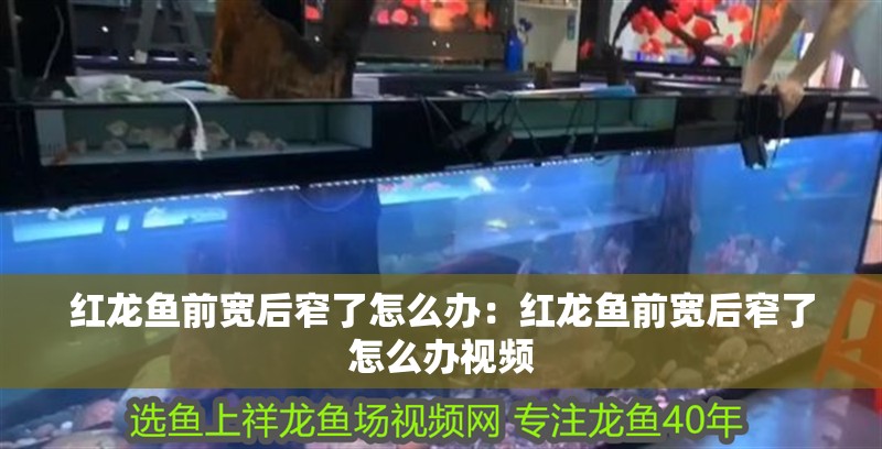 紅龍魚前寬后窄了怎么辦：紅龍魚前寬后窄了怎么辦視頻