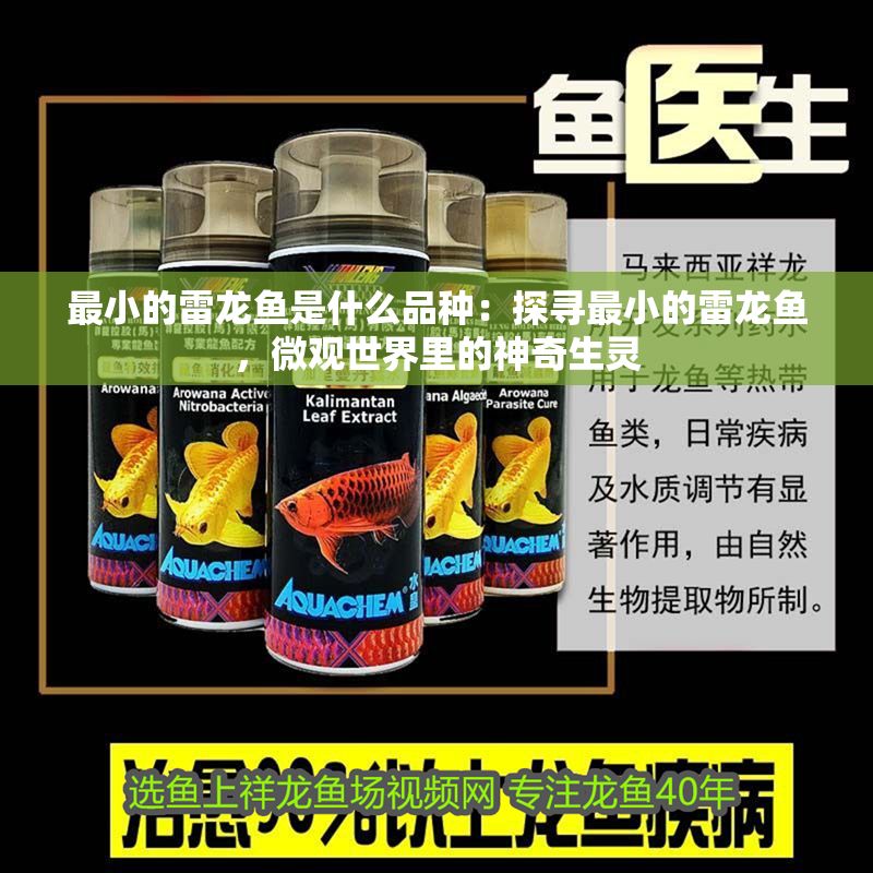 最小的雷龍魚是什么品種：探尋最小的雷龍魚，微觀世界里的神奇生靈